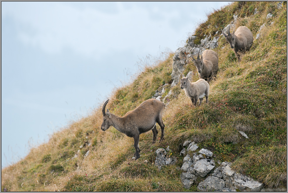 gut behütet... Alpensteinböcke *Capra ibex*