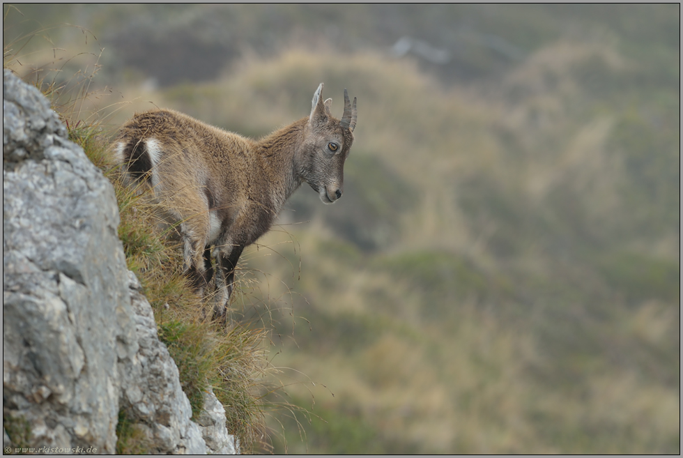 Jungtier unterwegs... Alpensteinbock *Capra ibex*