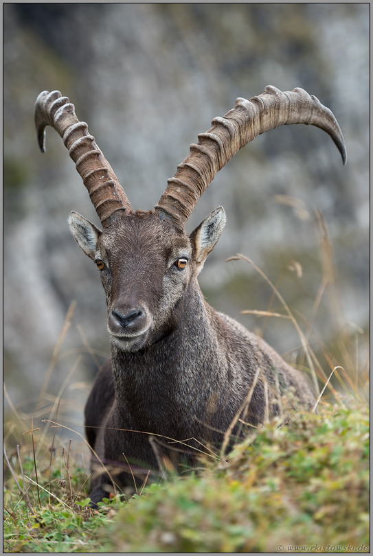 Annäherung... Alpensteinbock *Capra ibex*