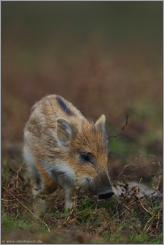 Frischling... Wildschwein *Sus scrofa*