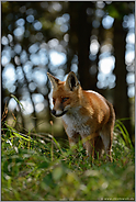 Jungfuchs im Wald... Rotfuchs *Vulpes vulpes*