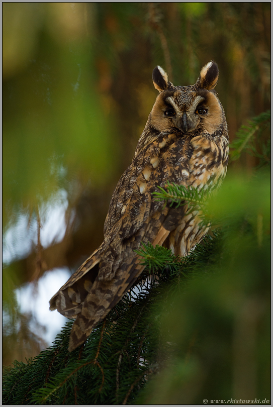 unter Beobachtung... Waldohreule *Asio otus*