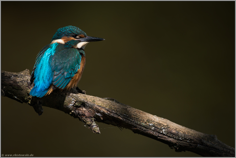 Schattenspiel... Eisvogel *Alcedo atthis*