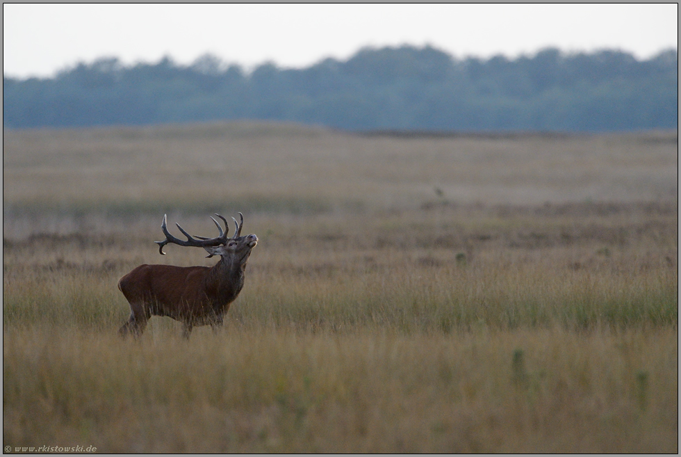 flehmend... Rothirsch *Cervus elaphus*