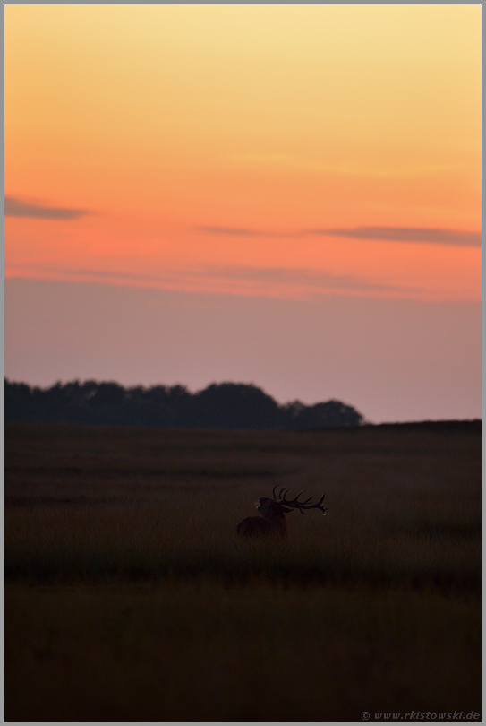 Bunftzeit... Rothirsch *Cervus elaphus*