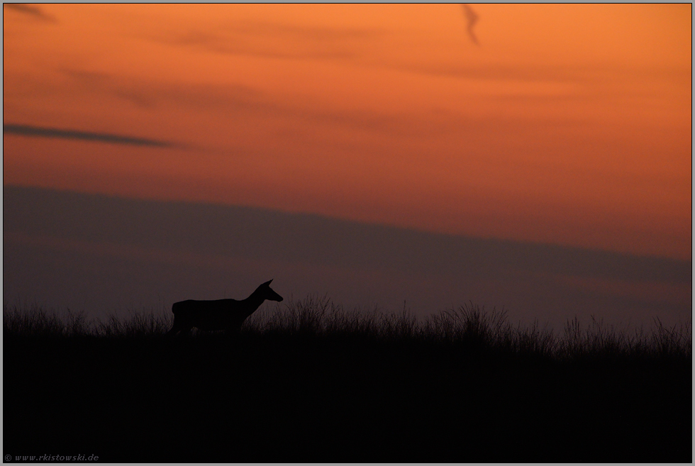 Stille... Kahlwild *Cervus elaphus*