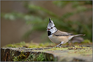 aufgestellte Federhaube... Haubenmeise *Lophophanes cristatus*