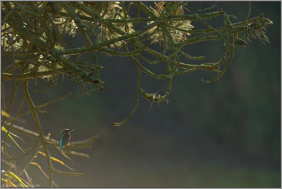 typische Beobachtung... Eisvogel *Alcedo atthis *