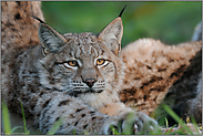 recken und strecken... Eurasischer Luchs *Eurasischer Luchs *