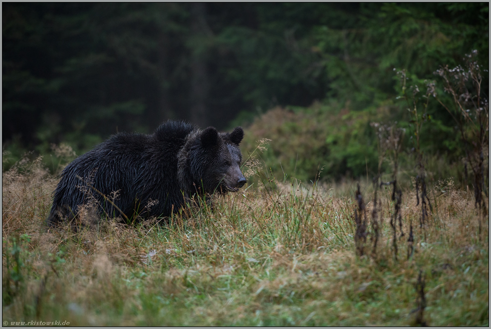 im Morgengrauen... Europäischer Braunbär *Ursus Arctos*