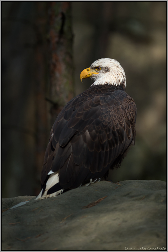 im Licht... Weisskopfseeadler *Haliaeetus leucocephalus*