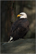 im Licht... Weisskopfseeadler *Haliaeetus leucocephalus*