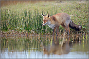 am Weiher...  Rotfuchs *Vulpes vulpes*