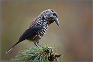 ein Rabenvogel... Tannenhäher *Nucifraga caryocatactes*