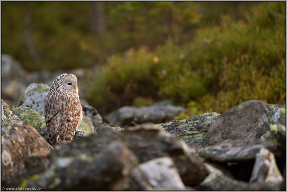 im Steinfeld... Habichtskauz *Strix uralensis*