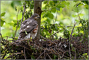 erschöpft... Sperber *Accipiter nisus*