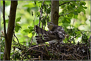 in der Mauser... Sperber *Accipiter nisus*