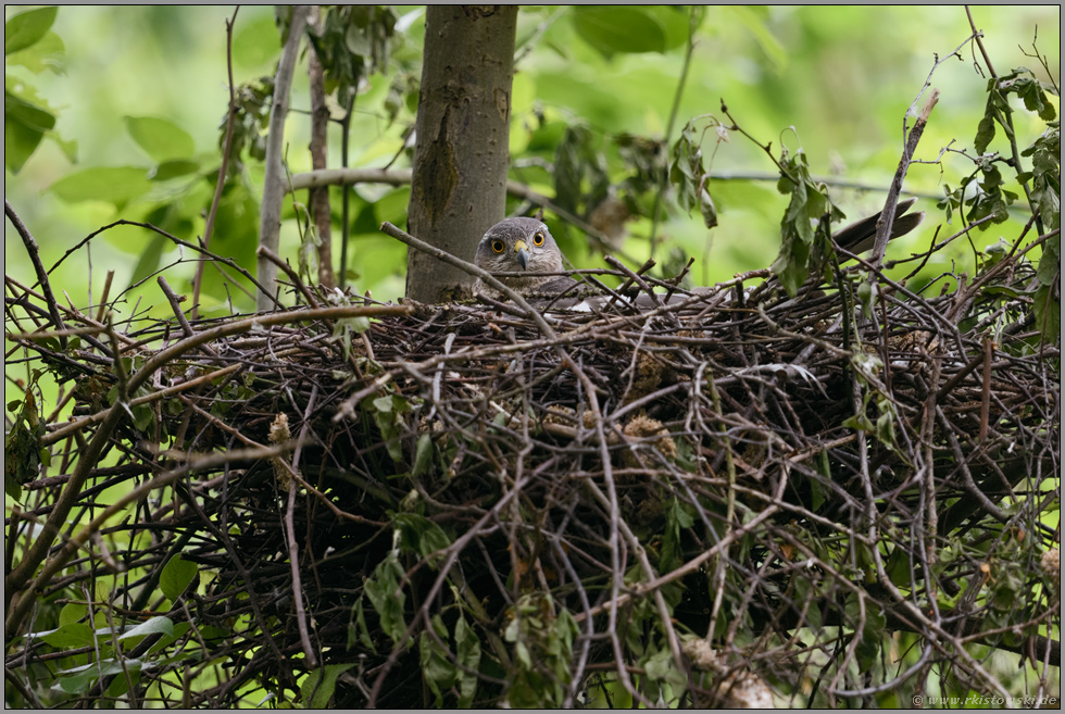 nistend... Sperber *Accipiter nisus*