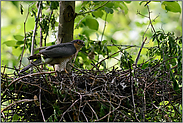 das Männchen... Sperber *Accipiter nisus*