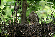 ein scharfer Blick... Sperber *Accipiter nisus*