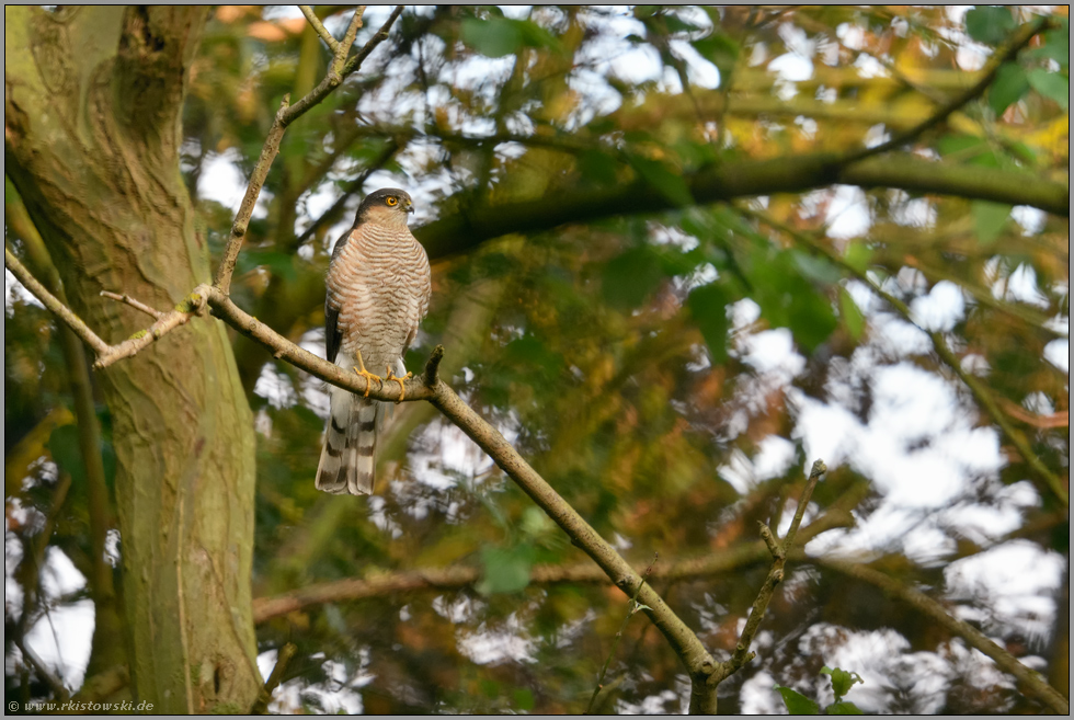 er wacht... Sperber *Accipiter nisus*