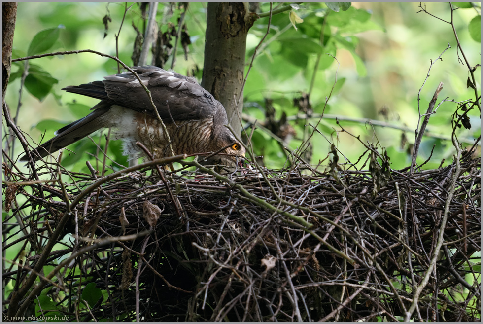 Lichtblicke... Sperber *Accipiter nisus*