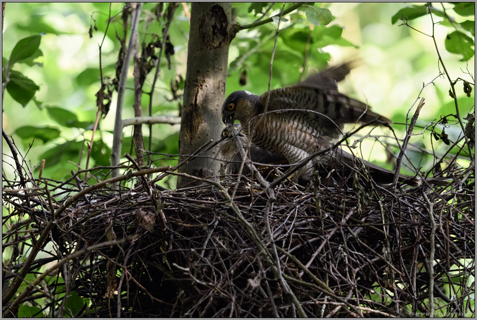 Holzrückearbeiten... Sperber *Accipiter nisus*