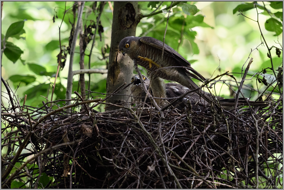 mit allen Tricks... Sperber *Accipiter nisus*