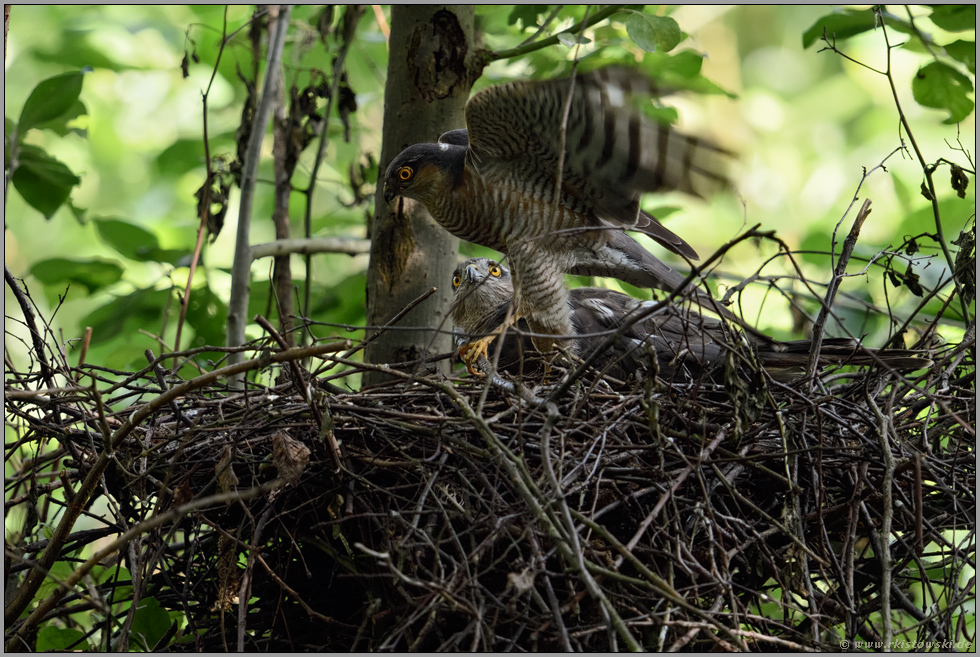 Aufräumen am Horst... Sperber *Accipiter nisus*