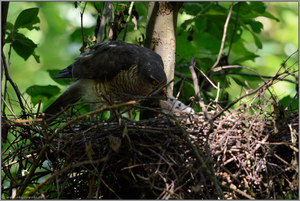 schwierige Lichtverhältnisse... Sperber *Accipiter nisus*