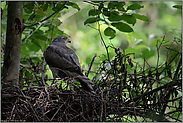 unauffällig... Sperber *Accipiter nisus*