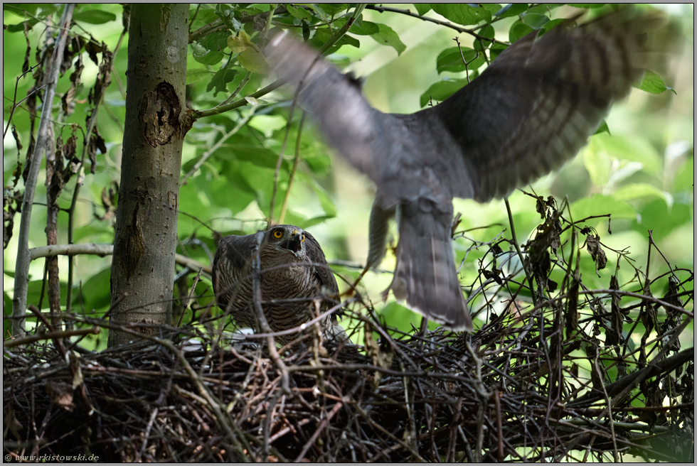 Begrüßung... Sperber *Accipiter nisus*