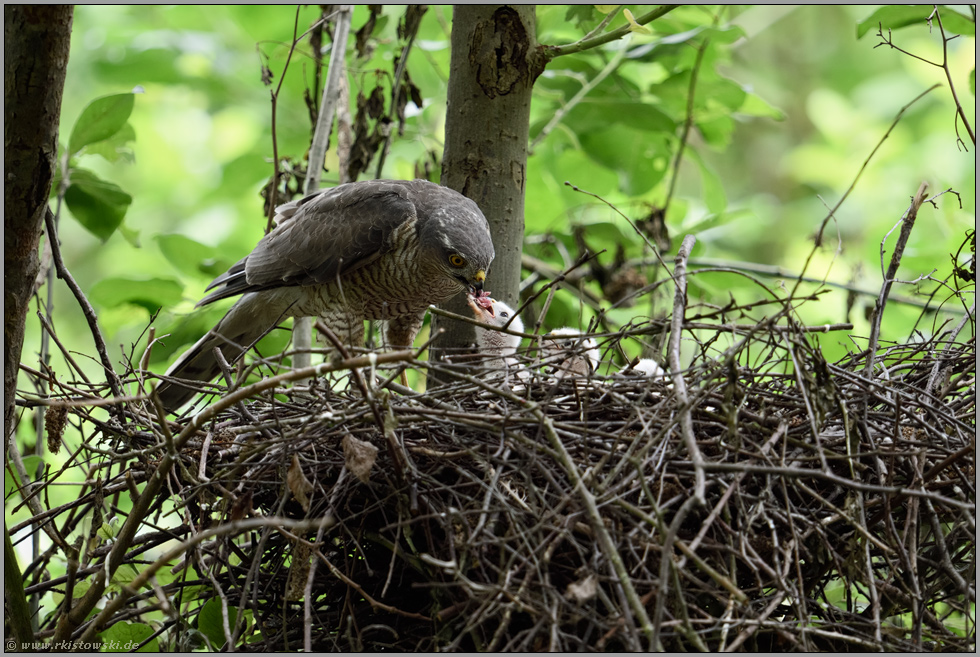 mächtig Appetit... Sperber *Accipiter nisus*