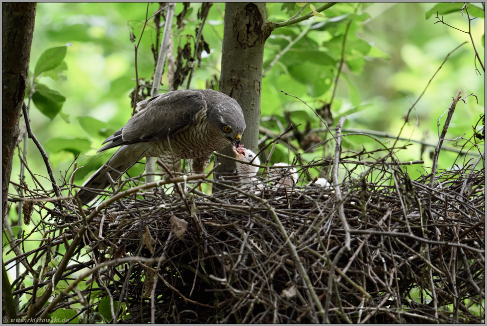 mächtig Appetit... Sperber *Accipiter nisus*