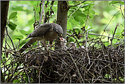 mächtig Appetit... Sperber *Accipiter nisus*