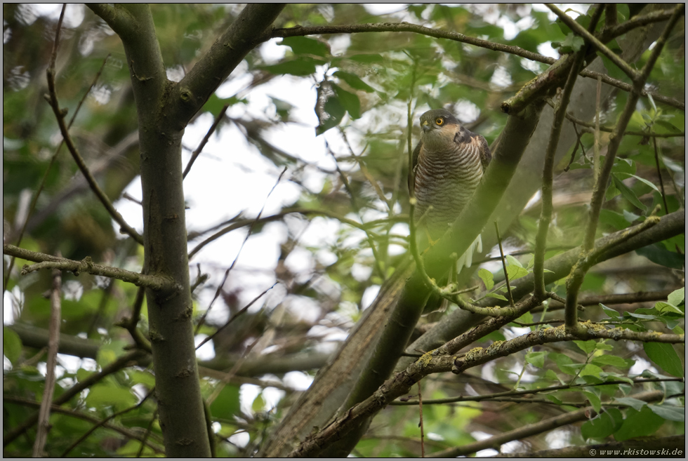 der Waldgeist... Sperber *Accipiter nisus*