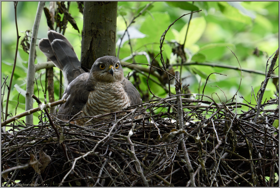 auf dem Sperberhorst... Sperber *Accipiter nisus*