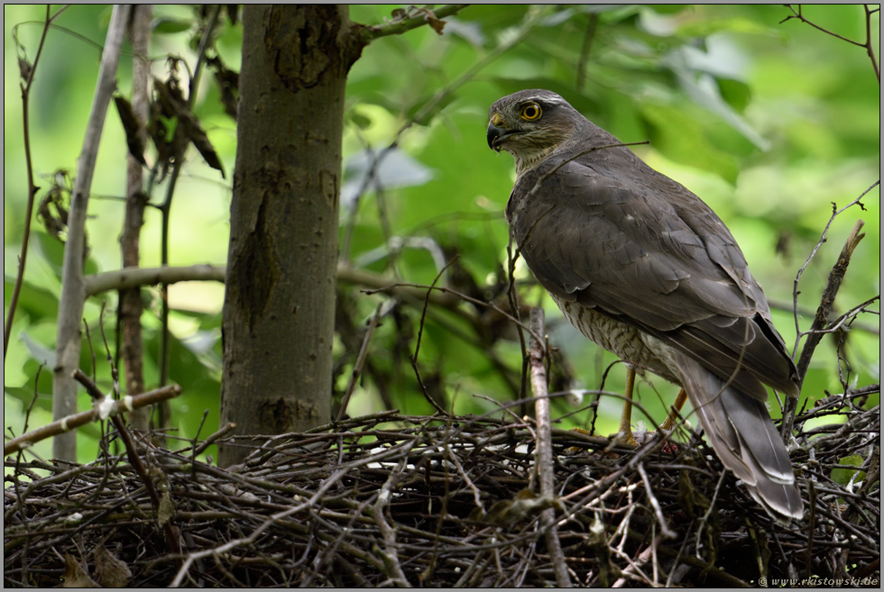 prüfender Blick... Sperber *Accipiter nisus*