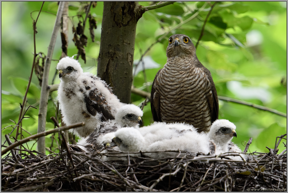 auf Wachposten... Sperber *Accipiter nisus*