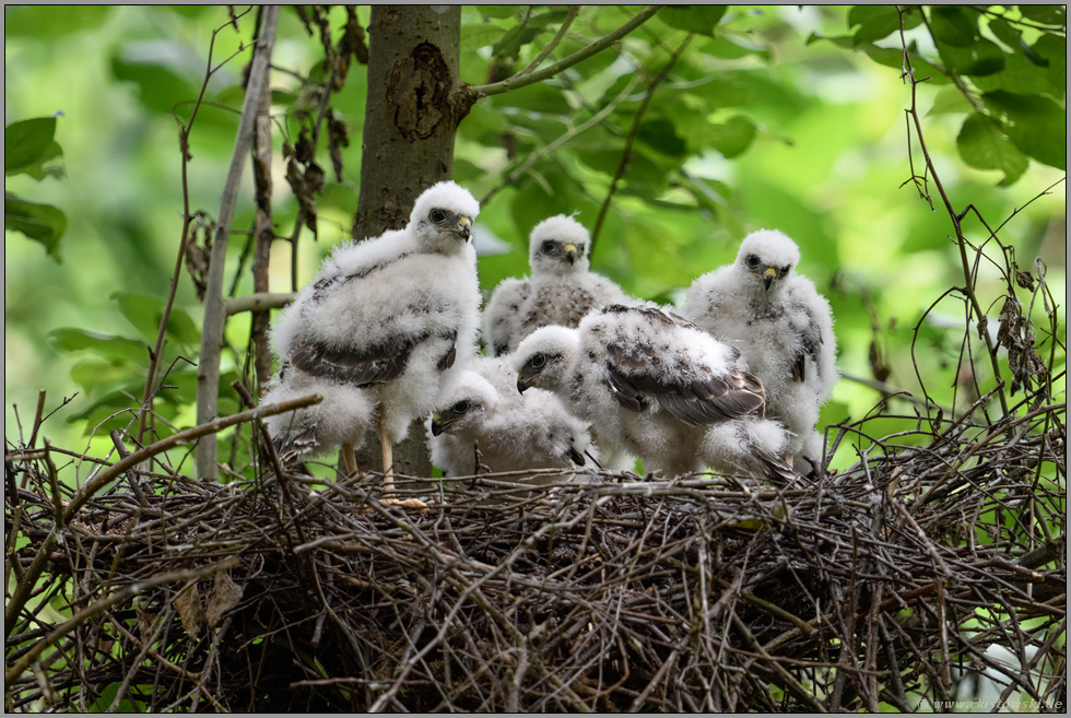 Jungvögel... Sperber *Accipiter nisus*