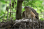 Hüter des Schatzes... Sperber *Accipiter nisus*