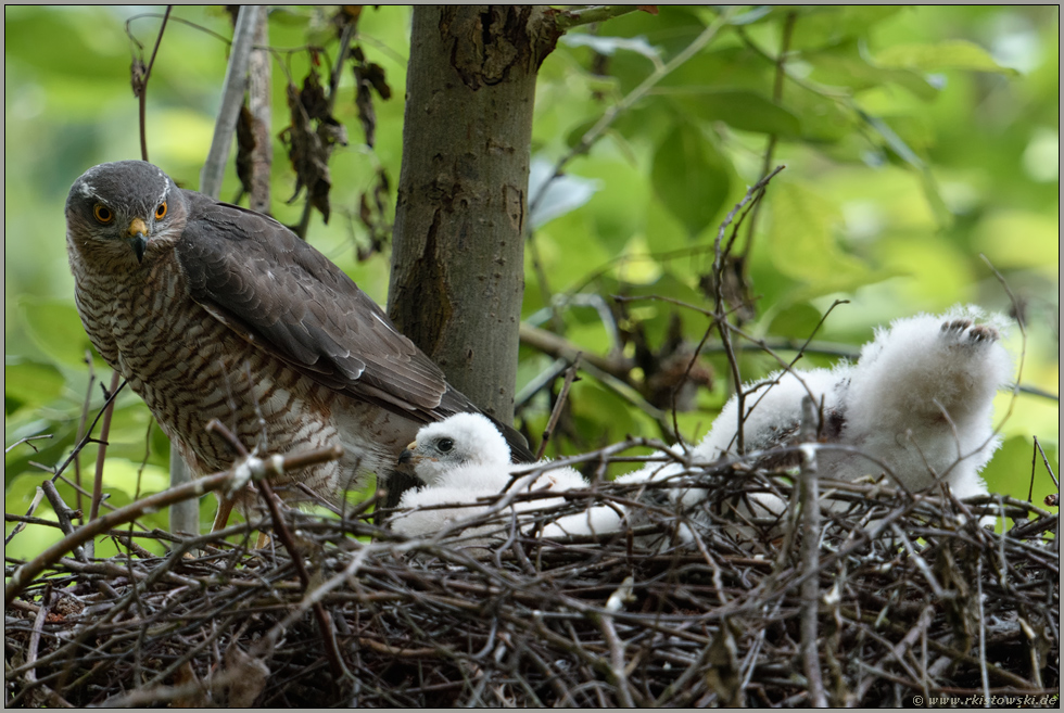 munteres Treiben... Sperber *Accipiter nisus*