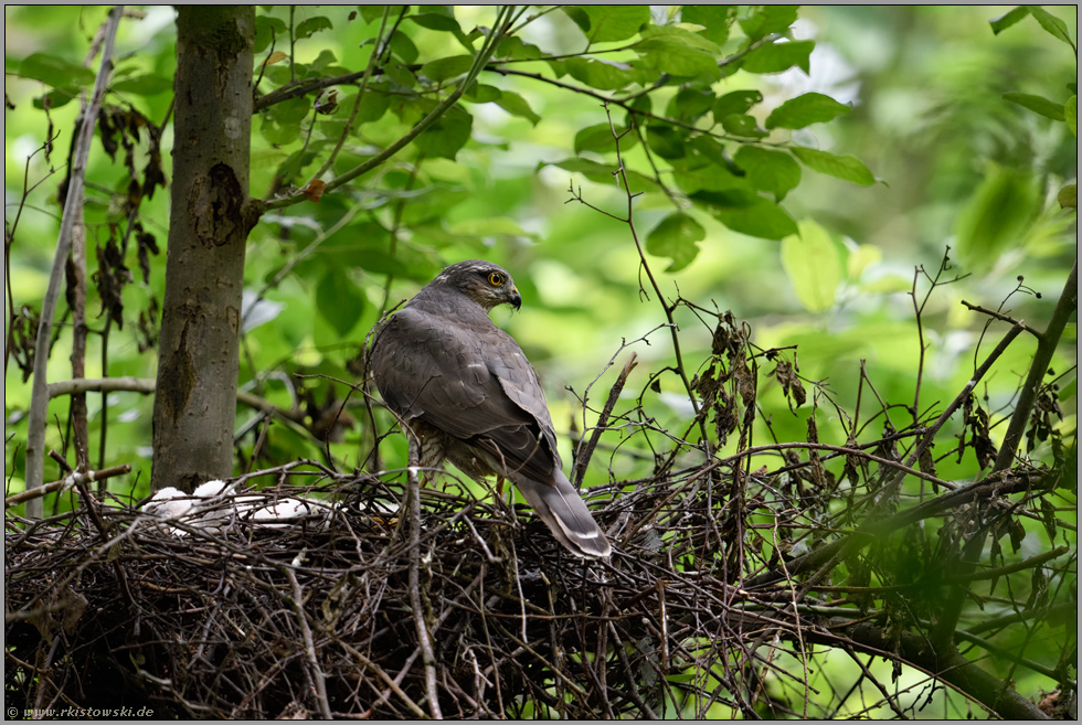 Schatten im Wald... Sperber *Accipiter nisus*