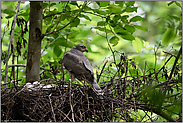 Schatten im Wald... Sperber *Accipiter nisus*