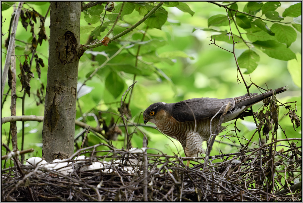 Blick nach dem Rechten... Sperber *Accipiter nisus*