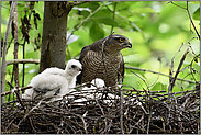 Zusammenspiel... Sperber *Accipiter nisus*