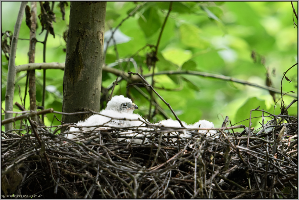 graue Augen... Sperbernestlinge *Accipiter nisus*