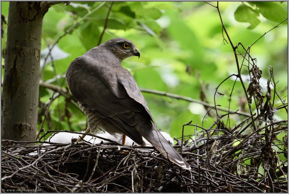 Anspannung... Sperber *Accipiter nisus*