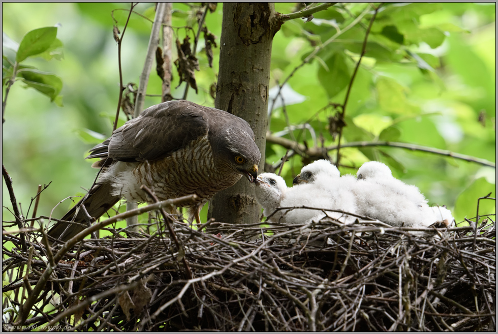 am Sperberhorst... Sperber *Accipiter nisus*