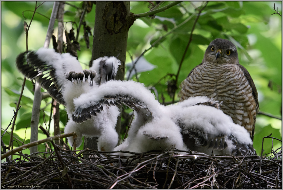 was für eine Rasselbande... Sperber *Accipiter nisus*